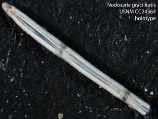 To NMNH Paleobiology Collection (Nodosaria gracilitatis USNM CC24564 holotype)