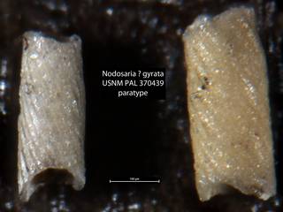To NMNH Paleobiology Collection (Nodosaria ? gyrata USNM PAL 370439 paratype)