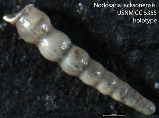 To NMNH Paleobiology Collection (Nodosaria jacksonensis  USNM CC 5355 holotype)