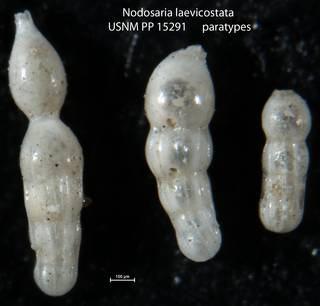 To NMNH Paleobiology Collection (Nodosaria laevicostata USNM PP 15291 paratypes)