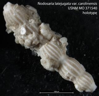 To NMNH Paleobiology Collection (Nodosaria latejugata var. carolinensis USNM MO 371540 holotype)