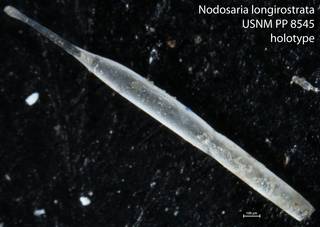To NMNH Paleobiology Collection (Nodosaria longirostrata USNM PP 8545 holotype)