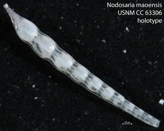 To NMNH Paleobiology Collection (Nodosaria maoensis USNM CC 63306 holotype)
