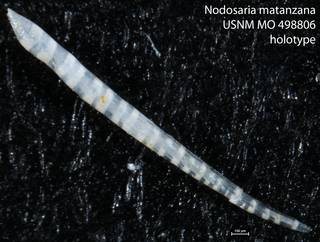 To NMNH Paleobiology Collection (Nodosaria matanzana USNM MO 498806 holotype)
