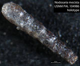 To NMNH Paleobiology Collection (Nodosaria mecista USNM PAL 104986 holotype)