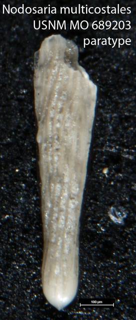 To NMNH Paleobiology Collection (Nodosaria multicostales USNM MO 689203 paratype)