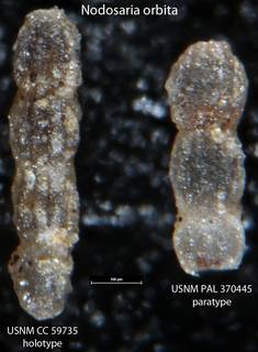 To NMNH Paleobiology Collection (Nodosaria orbita USNM CC 59735 holotype and USNM PAL 370445 paratype)