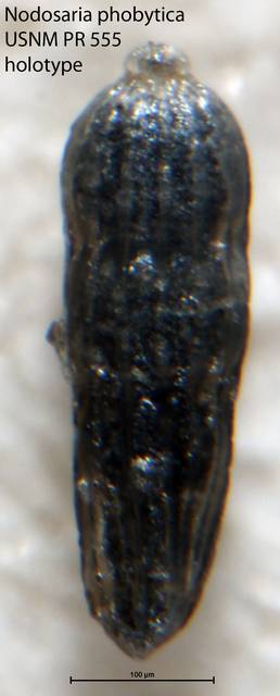To NMNH Paleobiology Collection (Nodosaria phobytica USNM PR 555 holotype)