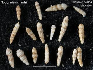 To NMNH Paleobiology Collection (Nodosaria richardsi USNM MO 548454 paratypes)