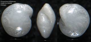 To NMNH Paleobiology Collection (Clinapertina complanata USNM PAL 644404 Holotype)