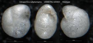 To NMNH Paleobiology Collection (Clinapertina subplanispira USNM PAL 644403 Holotype)