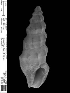 To NMNH Extant Collection (IZ MOL 508646 Shell SEM apertural view)