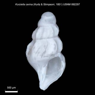 To NMNH Extant Collection (IZ MOL 892257 Shell apertural view)