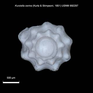 To NMNH Extant Collection (IZ MOL 892257 Shell apical view)