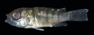 To NMNH Extant Collection (Tilapia USNM 442354 photograph lateral view)