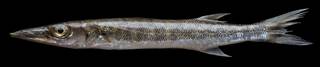 To NMNH Extant Collection (Sphyraena barracuda USNM 442248 photograph lateral view)