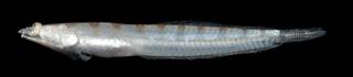 To NMNH Extant Collection (Crystallodytes cookei USNM 442384 photograph lateral view)