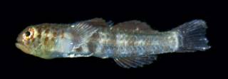 To NMNH Extant Collection (Eviota susanae USNM 442239 photograph lateral view)