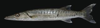 To NMNH Extant Collection (Sphyraena barracuda USNM 442241 photograph lateral view)