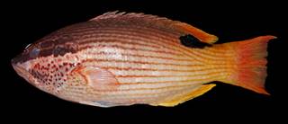 To NMNH Extant Collection (Bodianus albotaeniatus USNM 442385 photograph lateral view)