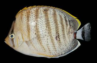 To NMNH Extant Collection (Chaetodon multicinctus USNM 442443 photograph lateral view)