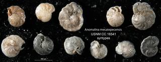 To NMNH Paleobiology Collection (Anomalina mecatepecensis USNM CC 16541 syntypes)