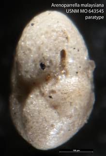 To NMNH Paleobiology Collection (Arenoparrella malaysiana USNM MO 643545 paratype 2)