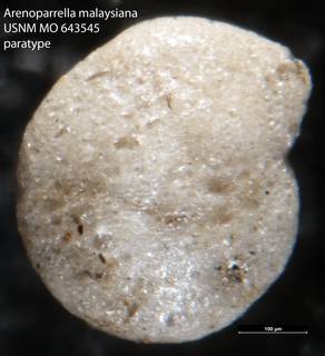 To NMNH Paleobiology Collection (Arenoparrella malaysiana USNM MO 643545 paratype 1)