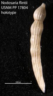 To NMNH Paleobiology Collection (Nodosaria flintii USNM PP 17804 holotype)