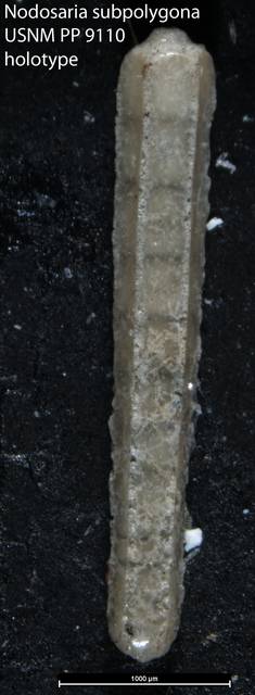 To NMNH Paleobiology Collection (Nodosaria subpolygona USNM PP 9110 holotype)