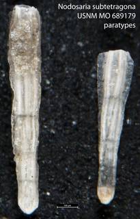 To NMNH Paleobiology Collection (Nodosaria subtetragona USNM MO 689179 paratypes)