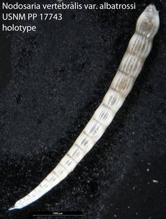 To NMNH Paleobiology Collection (Nodosaria vertebralis var. albatrossi USNM PP 17743 holotype)