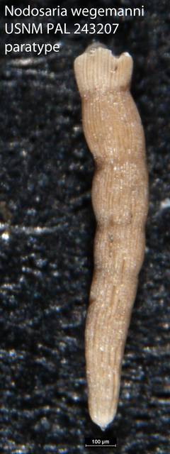To NMNH Paleobiology Collection (Nodosaria wegemanni USNM PAL 243207 paratype)