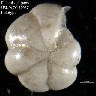 To NMNH Paleobiology Collection (Pullenia elegans USNM CC 39057 holotype)