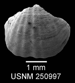 To NMNH Paleobiology Collection (IRN 13774443)