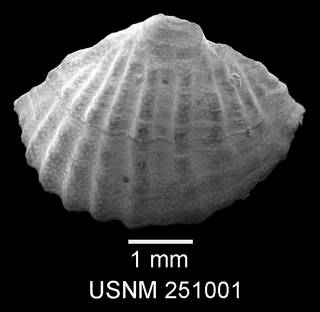 To NMNH Paleobiology Collection (IRN 13774462)