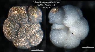 To NMNH Paleobiology Collection (Pulleniatina praepulleniatina USNM PAL 219448 holotype)
