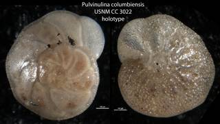 To NMNH Paleobiology Collection (Pulvinulina columbiensis USNM CC 3022 holotype)