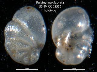 To NMNH Paleobiology Collection (Pulvinulina glabrata USNM CC 25556 holotype)