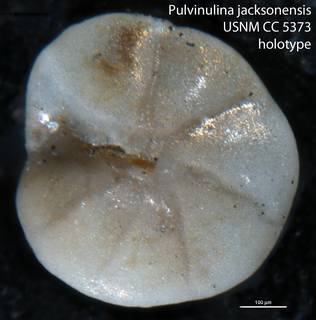 To NMNH Paleobiology Collection (Pulvinulina jacksonensis USNM CC 5373 holotype)