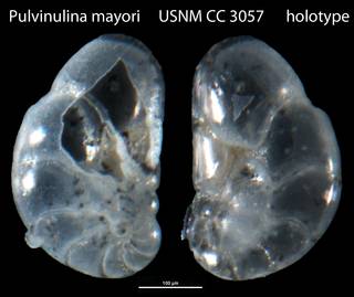 To NMNH Paleobiology Collection (Pulvinulina mayori USNM CC 3057 holotype)