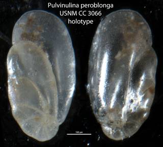 To NMNH Paleobiology Collection (Pulvinulina peroblonga USNM CC 3066 holotype)