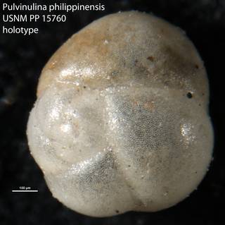 To NMNH Paleobiology Collection (Pulvinulina philippinensis USNM PP 15760 holotype)