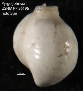 To NMNH Paleobiology Collection (Pyrgo johnsoni USNM PP 26196 holotype)