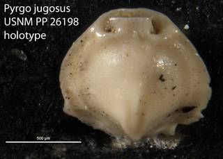 To NMNH Paleobiology Collection (Pyrgo jugosus USNM PP 26198 holotype)