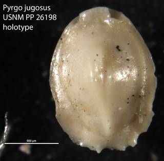 To NMNH Paleobiology Collection (Pyrgo jugosus USNM PP 26198 holotype)