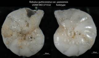 To NMNH Paleobiology Collection (Robulus gutticostatus var. yazooensis USNM MO 371532 holotype)