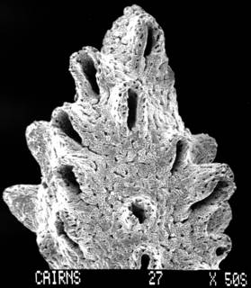 To NMNH Extant Collection (Errina boschmai USNM 52630 branch segment with multiple dactylopore spines)