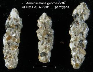 To NMNH Paleobiology Collection (Ammoscalaria georgescotti USNM PAL 636381 paratypes)