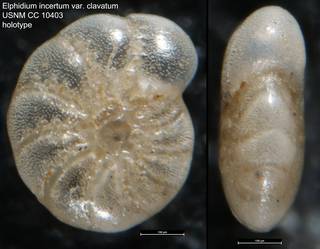 To NMNH Paleobiology Collection (Elphidium incertum var. clavatum USNM CC 10403 holotype)